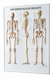 3D-Anatomie-Relieftafeln