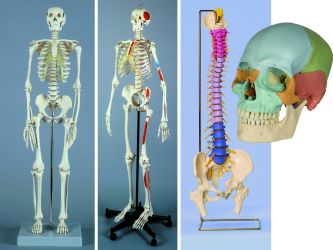 Anatomische Modelle, Skelette etc.